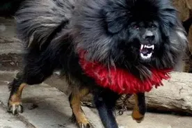 犬王之王，世界仅存1-2条的獒与鬼的结合体！图片