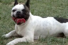 狗狗总是在流口水，是天生如此，还是因为这几种原因造成的图片