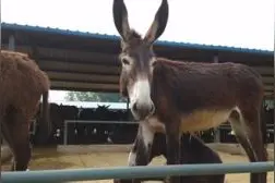 关中驴的生长繁殖图片