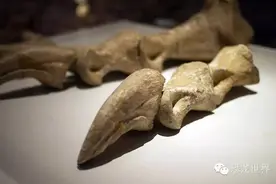 恐龙的爪子图片