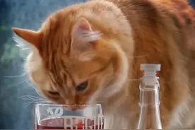 喵星人也有“酒”喝了！快跟你家爱猫共饮一杯吧！图片
