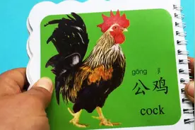 宝宝早教 看图认识动物视频封面