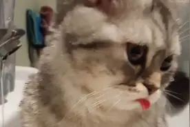 千啦，我竟然默默看着一只猫伸个舌头看了十几遍图片