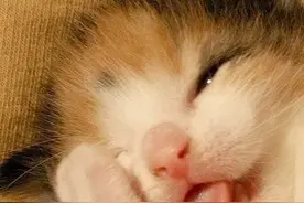 淘气猫会害羞吗？猫咪害羞是什么样的呢？图片