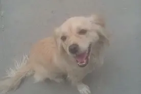 怎么办？家人把狗扔了，扔了好几次都自己回来了！图片