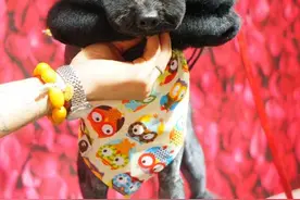 宠物美容创意造型图片