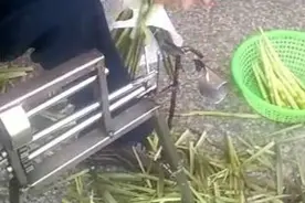 高手在民间之去笋壳神器，十秒不到剥好一根小竹笋图片