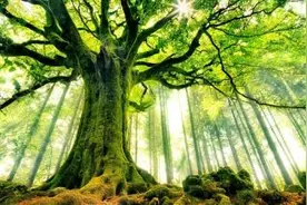 对照生日看你生命中的命运树   准的神奇！图片