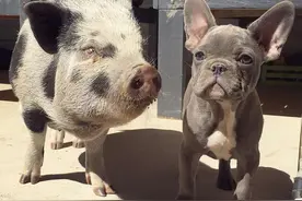 本来要被杀的小猪获救后遇到最重要伙伴狗狗，他们的互动太萌了！图片