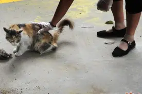 两只流浪猫崽离去 猫妈妈一直不愿意离开，看它那眼神好可怜图片