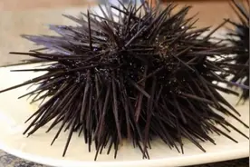 海胆切开是长这样子的，居然还直接生吃，有点恶心图片