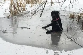 贪玩害死狗，为追松鼠它掉下了冰窟窿图片