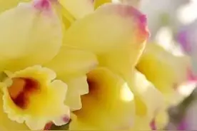 父亲之花-石斛兰图片