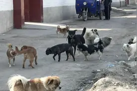 狗狗相亲会！图片