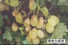 细说葡萄白腐病，赶紧收藏吧！图片