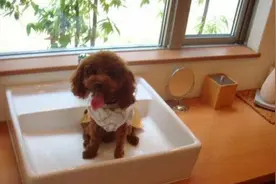 泰迪身上的皮屑越洗越多？不是皮肤问题就是不会洗澡图片