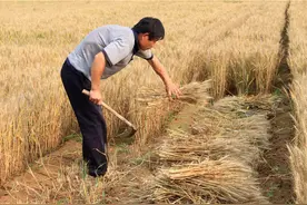 小麦正当季，用来钓鱼刚刚好，亲测有效！图片