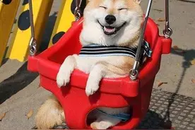 超爱荡秋千的柴犬，笑起来眼睛都要没了，太可爱啦！图片