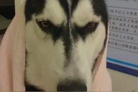 迷路的哈士奇，自己去警察局求助找主人图片