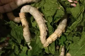 实拍女儿学习农村姐姐养蚕的全过程！快收藏！多图费流量图片