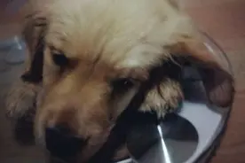 金毛狗狗不吃东西，老是吐透明黏液，医生说没救了！图片