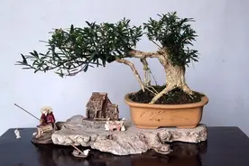 如何制作一盆符合自己气质的微型盆景的方法介绍和注意事项图片