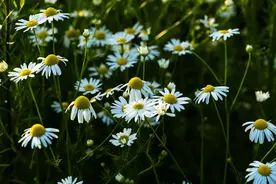 路边的野花你不要采图片
