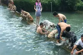 酷暑难耐，带着一群狗狗去游泳。图片