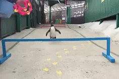 萌宠萌图第341波：一只热衷跑酷的企鹅，别看我小，牛着呢！图片