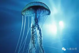 最毒夺命仙子——澳洲灯水母图片