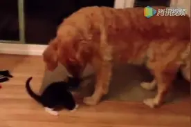 狗狗总是调戏小猫咪，舔嘴巴还舔屁股，超有爱！视频封面