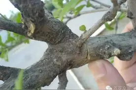 压条繁殖，最容易让植物成活的繁殖方式图片