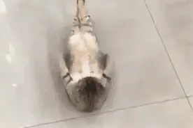 猫咪居然还会做仰卧起坐，不是说好建国后动物不能成精吗？图片
