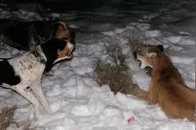 雪地追捕美洲狮 惊险刺激图片