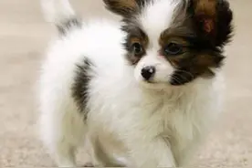 狗狗怀孕之后会有很多行为表现，不同时间段会有不同的具体表现图片