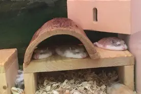 天气太热，鼠鼠都要融化了，还不快救命图片