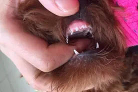 原来狗狗的换牙期是这样的，我说怎么总是看不到被换掉的牙呢！图片