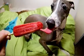 夏天来了！给咱们家的小狗狗挑一款冰激凌降降暑吧！图片