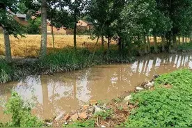 一场大雨 排污渠污水倒灌 渭南百亩农田被淹图片