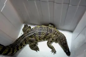 你吃过20元一串的鳄鱼肉吗？图片