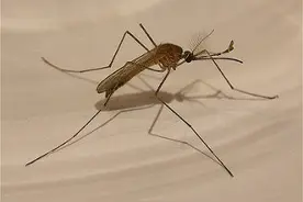 蚊虫咬了这么多疙瘩，怎么办呢？图片