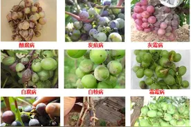 葡萄套袋期的葡萄病虫害解决方案图片