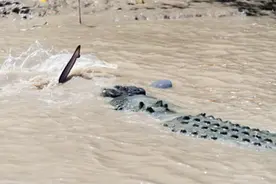 鲨鱼输给了这家伙，博斗讲求环境对手，鲨鱼虽败犹荣图片