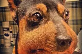 狗狗被蜜蜂蛰了后变成了包子脸，戳它一下会不会咬我图片