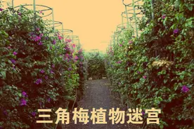 第一人称视角穿越中国最大的三角梅迷宫图片