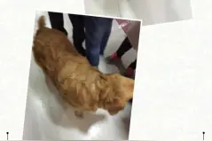 金毛TIGER一家的幸福生活图片