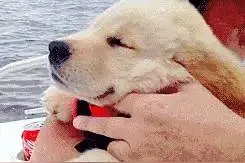 宠物竟然可以如此搞笑,宠物搞笑合集图片