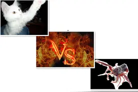 喵星人与龙虾君，决战盛夏！图片