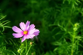 永不凋零的花儿（原创诗歌）图片