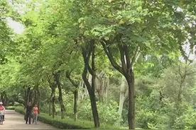 最近景区里有种毛毛虫是可以放在手上把玩的，你知道吗？图片